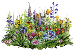 Detailreiche, handgezeichnete Illustration einer üppigen Frühlings-Blumenwiese mit verschiedenen Blüten, Gräsern und verspielten Details