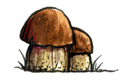 Handgezeichnete Illustration von kleinen dekorativen Pilzen im Gras