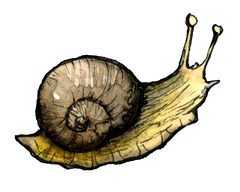 Handgezeichnete Illustration einer dekorativen Schnecke mit Spiralschale