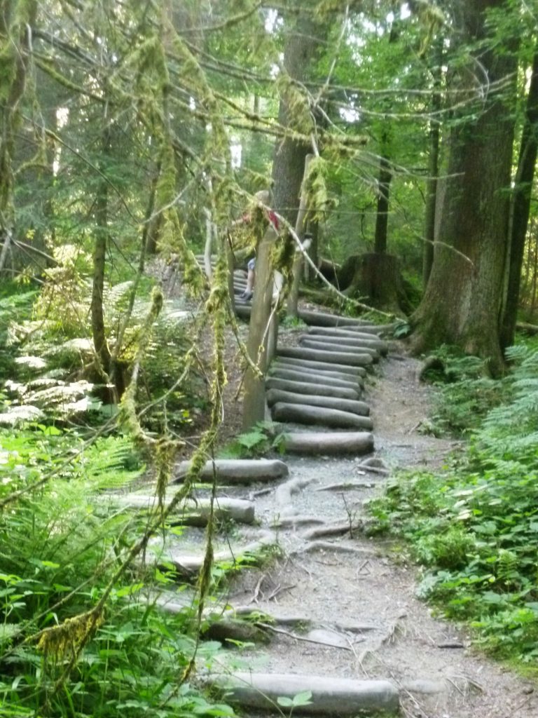 Wurzelsteig Foto
