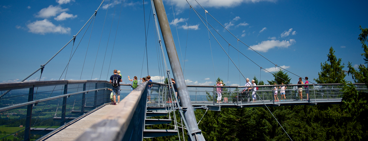 Photo of the treetop walk