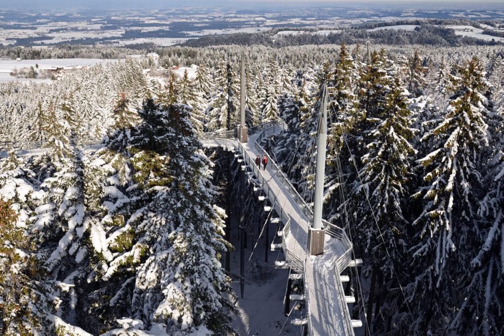 Winter in der Waldwelt