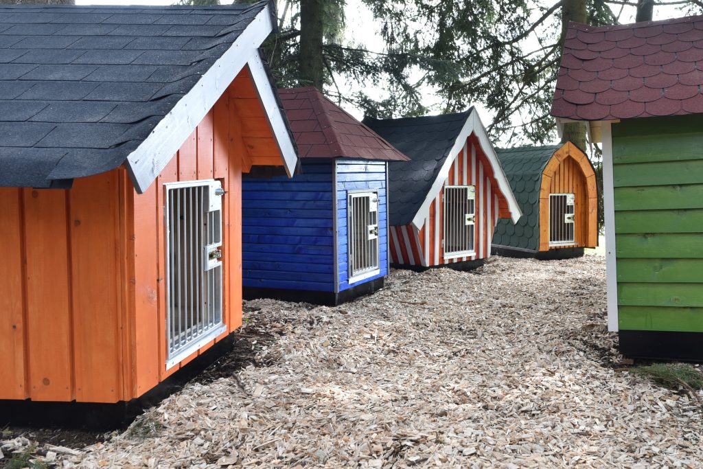 Hunde in der Waldwelt